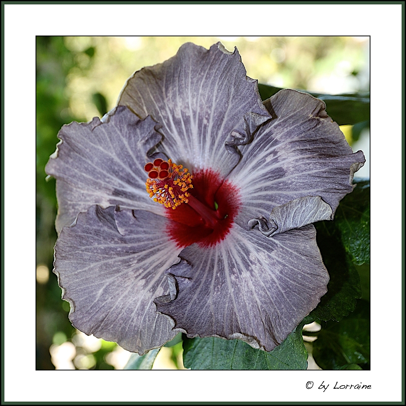 Hibiscus - alle Arten, Zuchtformen ... Erfahrungsberichte, Aussaat und selbstverständlich Bilder :) - Seite 8 286A3700%2017-04-2018