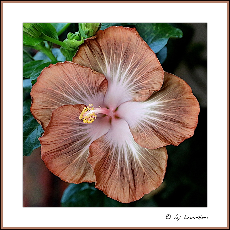 Hibiscus - alle Arten, Zuchtformen ... Erfahrungsberichte, Aussaat und selbstverständlich Bilder :) - Seite 8 286A0486%2024-11-2017%20(1)